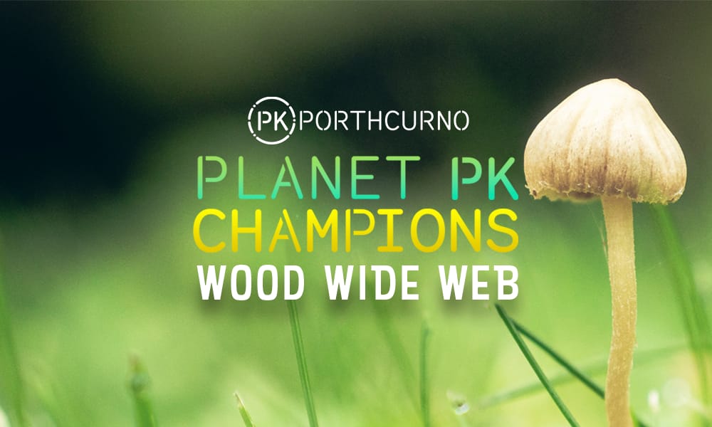 Planet PK Champions: Wood Wide Web